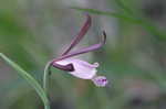 Rosebud orchid